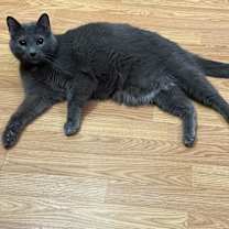 Thumbnail photo of Loki #4