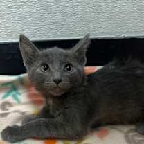 Thumbnail photo of Caspian #2