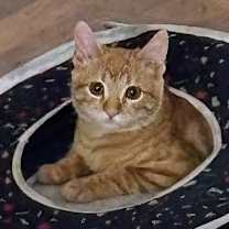 Thumbnail photo of Hopscotch  #2