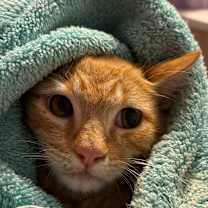 Thumbnail photo of Hopscotch  #3