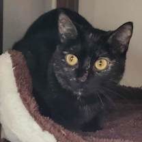 Thumbnail photo of Wren ⭐️ #1