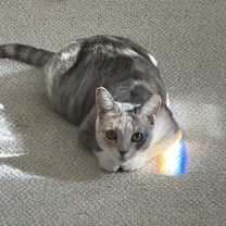 Thumbnail photo of Poppy #1