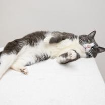 Thumbnail photo of Raspberry Tart #2