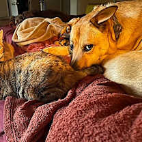 Thumbnail photo of Cat Foster Needed **Video** #4