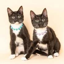 Thumbnail photo of Inky #2