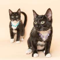 Thumbnail photo of Inky #4