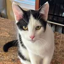 Thumbnail photo of Bo ' Sponsored adoption fee!!! #4