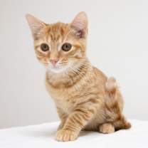 Thumbnail photo of October #4