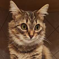 Thumbnail photo of Bailey #1