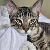 Thumbnail photo of Jack-A Sweet & Playful Kitten #4