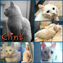 Thumbnail photo of Clint #1