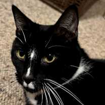 Thumbnail photo of Blazing Socks #2