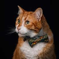 Thumbnail photo of Fisher #1