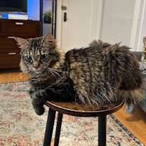 Thumbnail photo of Cleo #3