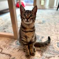 Thumbnail photo of Chico #1