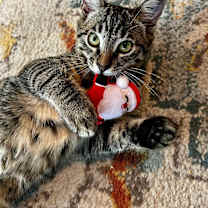 Thumbnail photo of Chico #2