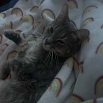 Thumbnail photo of rosie #1