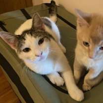 Thumbnail photo of Bailey #4