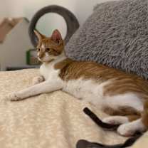 Thumbnail photo of Partridge Family: Laurie #3