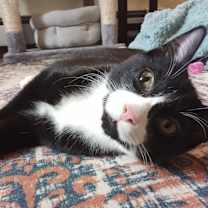 Thumbnail photo of Cryptids: Sasquatch (Sas) #4