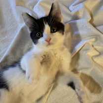 Thumbnail photo of Parker (25-220 C) #3