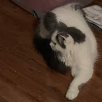 Thumbnail photo of Domino #1