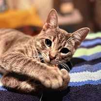 Thumbnail photo of Giblet #1