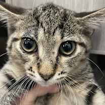 Thumbnail photo of Koby #2