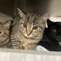 Thumbnail photo of Koby #3