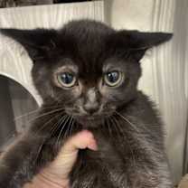 Thumbnail photo of Kaiya #1