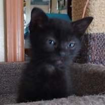 Thumbnail photo of Kaiya #2