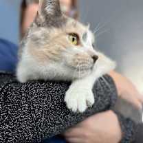 Thumbnail photo of Kitty #1