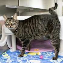 Thumbnail photo of Lolo #2