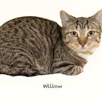 Thumbnail photo of Willow #1