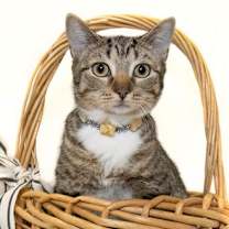 Thumbnail photo of Willow #2