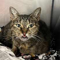 Thumbnail photo of Kaiju #2