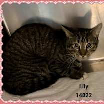 Thumbnail photo of LILY see also MOLLY #2