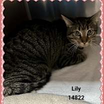 Thumbnail photo of LILY see also MOLLY #3