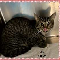 Thumbnail photo of LILY see also MOLLY #4