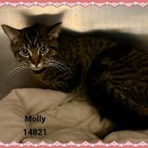 Thumbnail photo of MOLLY see also LILY #2