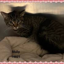 Thumbnail photo of MOLLY see also LILY #3