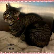 Thumbnail photo of MOLLY see also LILY #4