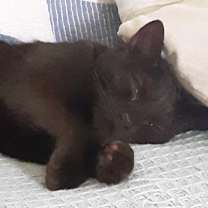 Thumbnail photo of Luna #4