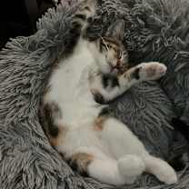 Thumbnail photo of Comet #1