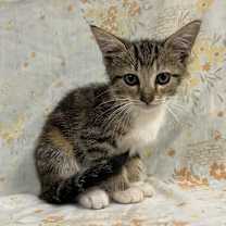 Thumbnail photo of Comet #2