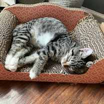 Thumbnail photo of Asteroid #3