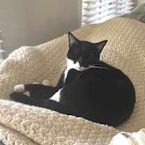 Thumbnail photo of Indy #4