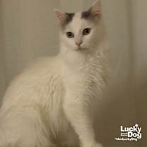 Thumbnail photo of Patches #1