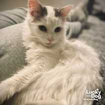 Thumbnail photo of Patches #2