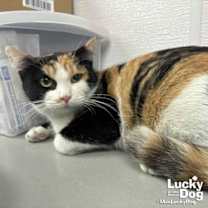 Thumbnail photo of Guinevere #1